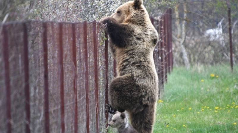 Αναστάτωση στο Άργος Ορεστικό από αρκούδα που εγκλωβίστηκε στο κέντρο της πόλης