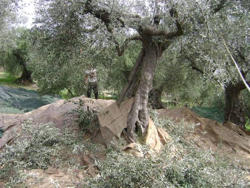 Πτώση 34% σε Ελλάδα και άνοδος σε Ισπανία - Στοιχεία ΕΛΣΤΑΤ από το 1995 έως το 2024 για την ελαιοπαραγωγή