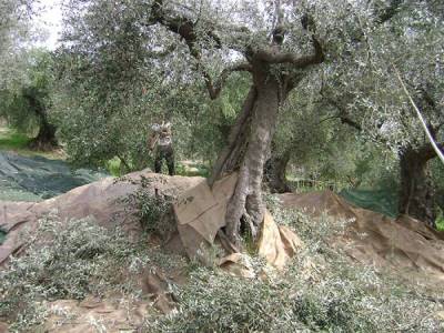 Πτώση 34% σε Ελλάδα και άνοδος σε Ισπανία - Στοιχεία ΕΛΣΤΑΤ από το 1995 έως το 2024 για την ελαιοπαραγωγή