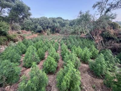 Μεσσηνία: Χασισοφυτεία με 1.532 δενδρύλλια στον Ευαγγελισμό Πυλίας – Δύο συλλήψεις, αναζητείται ακόμα ένας