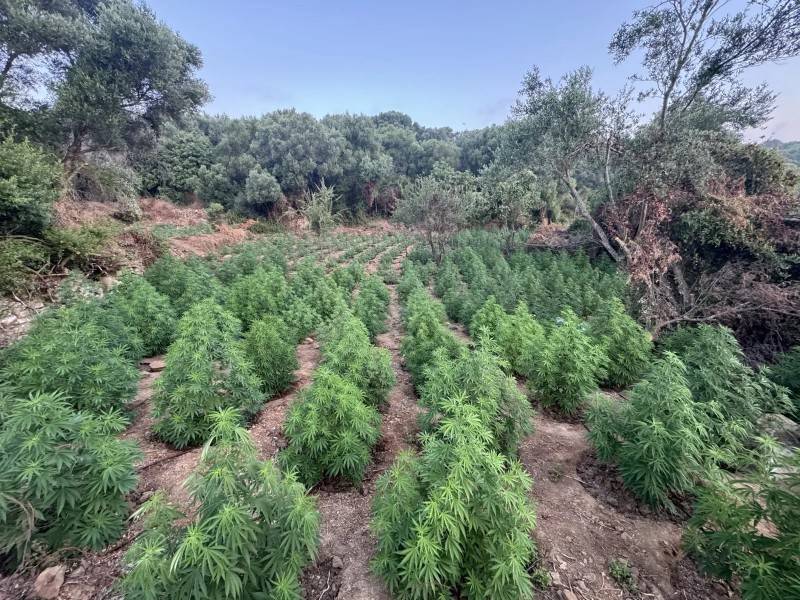 Μεσσηνία: Χασισοφυτεία με 1.532 δενδρύλλια στον Ευαγγελισμό Πυλίας – Δύο συλλήψεις, αναζητείται ακόμα ένας