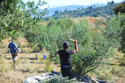 Μεσσηνία: Ελλειψη εργατών στην αγροτική παραγωγή