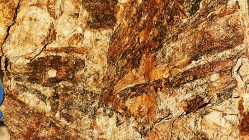 Μουσείο σπάνιων απολιθωμάτων και πετρωμάτων στην Κω