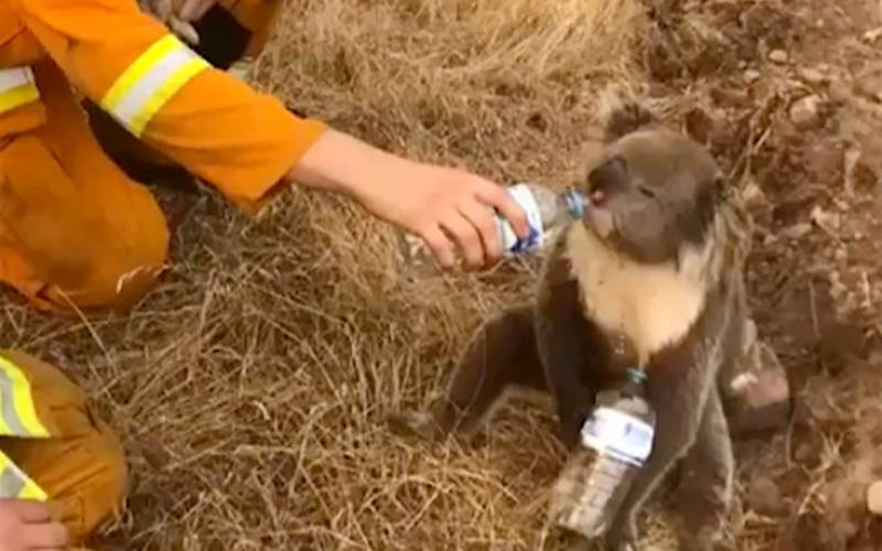 Οι άνθρωποι που βοήθησαν πάνω από 90.000 ζώα στη φλεγόμενη Αυστραλία