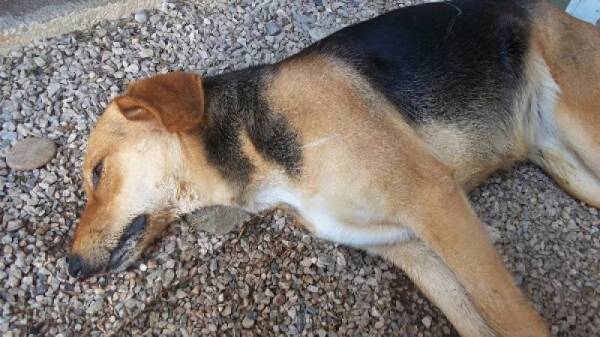 Νεκρά σκυλιά από φόλες στη Δυτική Παραλία Καλαμάτας