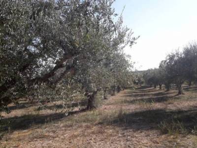 Η ξηρασία απειλεί  την ελαιοπαραγωγή - Κίνδυνος για την καρπόδεση η ζέστη