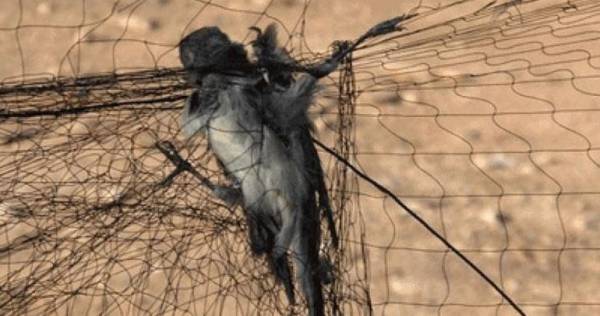 Λαθροθήρες εγκλώβισαν δεκάδες πουλιά μέσα σε δίχτυ σε ελαιώνα στην Πρέβεζα