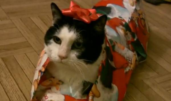 Μια γάτα σε συσκευασία δώρου; Κι όμως! Δείτε πώς γίνεται (βίντεο)