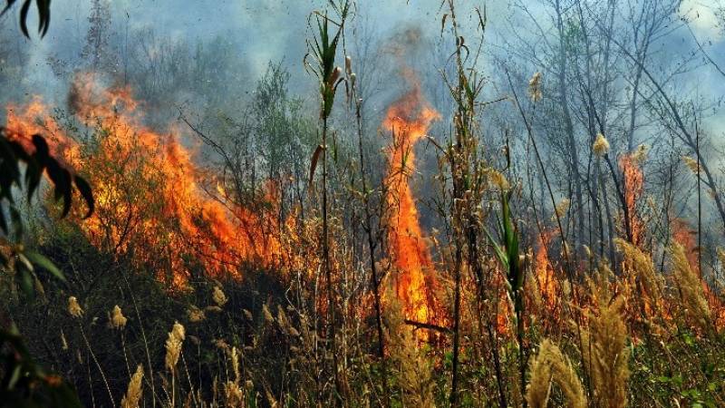 Χανιά: Υπό μερικό έλεγχο η πυρκαγιά στα Φαλάσαρνα