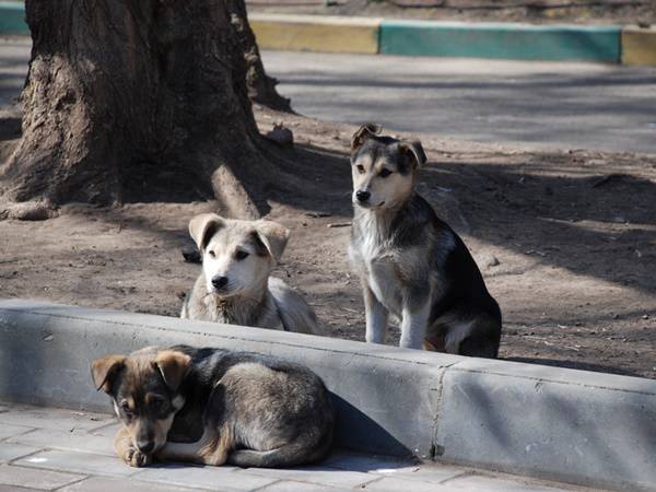 Η Επιτροπή θα αποφασίσει για τους 5 σκύλους στην Ανω Πόλη Κυπαρισσίας