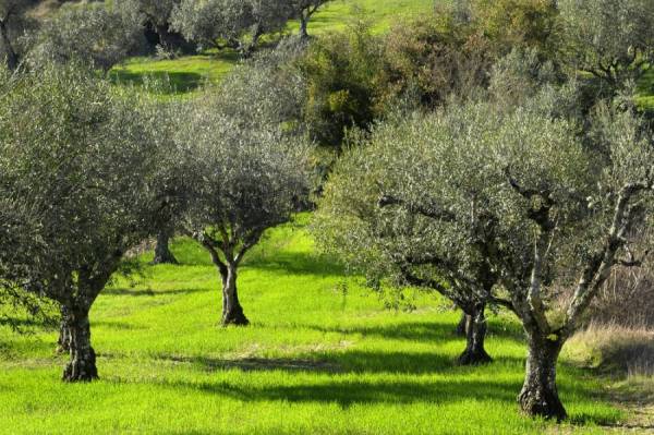 Διήμερο σεμινάριο «Στα μονοπάτια της ελιάς»