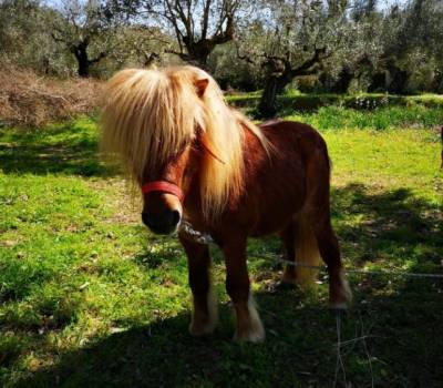 Κτηνωδία στη Σπερχογεία: Δηλητηρίασαν μικρό πόνυ - Δίνεται αμοιβή για τον ένοχο