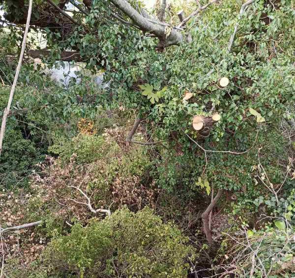 Μεσσηνία: Κίνδυνος από κορμούς δένδρων στην κοίτη του ποταμού Αμφίτα στην Κάτω Μέλπεια