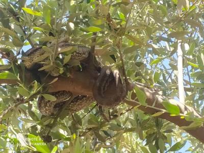 Φιλιατρά: Κοίταξε το ελαιόδεντρο και είδε να κρέμονται δύο τεράστια φίδια!