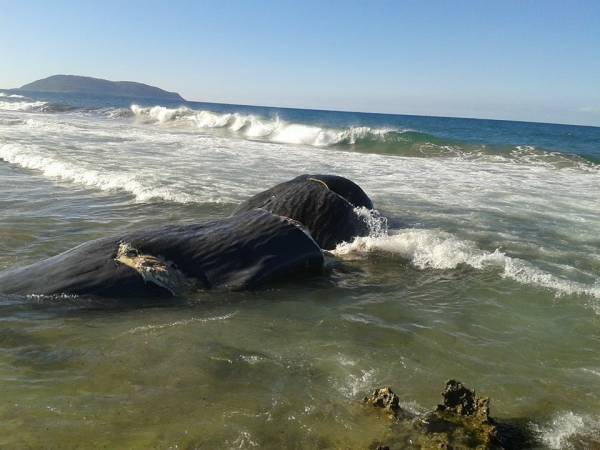 Νεκρή φάλαινα ξεβράστηκε στις ακτές των Φιλιατρών