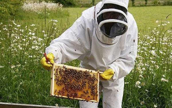 Μεσσηνία: Αιτήσεις μελισσοκόμων για ένταξη σε προγράμματα 