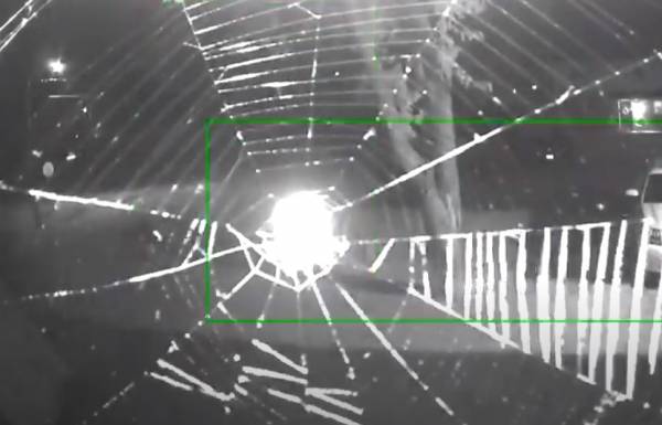 Αράχνη φτιάχνει τον ιστό της… on camera (Βίντεο)