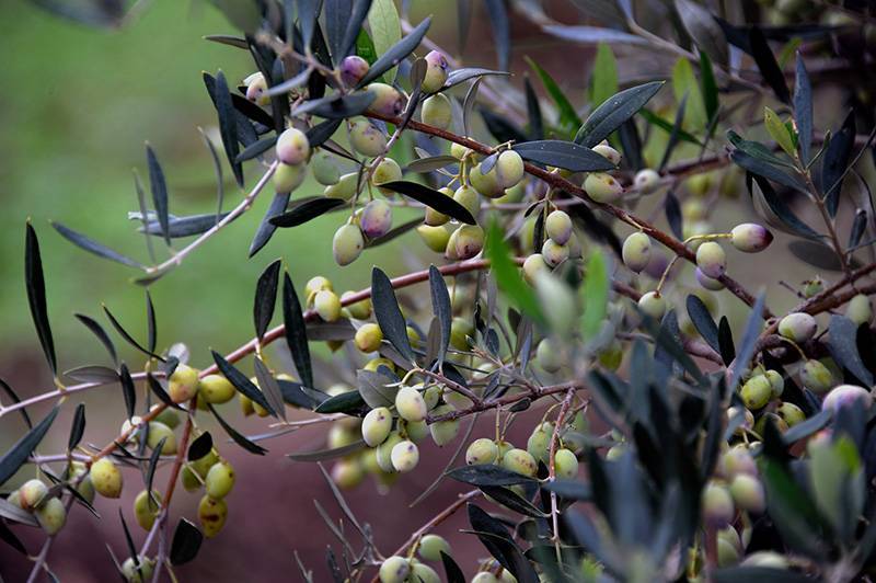 Η γιορτή της Ελιάς στο Ραπτόπουλο