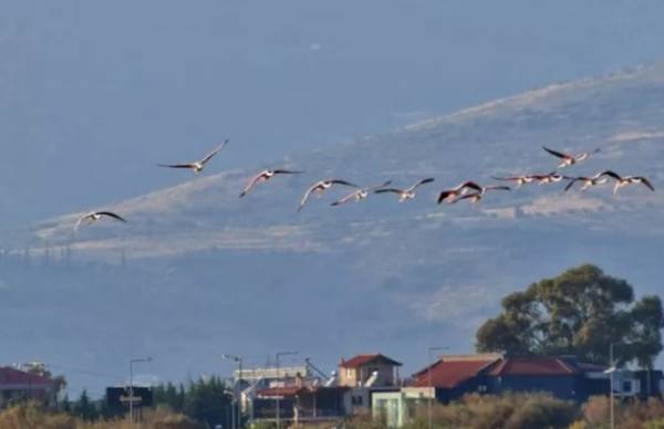 Ιόνιο: Περίπου 57.000 μεταναστευτικά πουλιά θύματα λαθροθηρίας