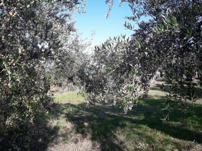 H ελαιοσυγκομιδή με βροχή εγκυμονεί κινδύνους