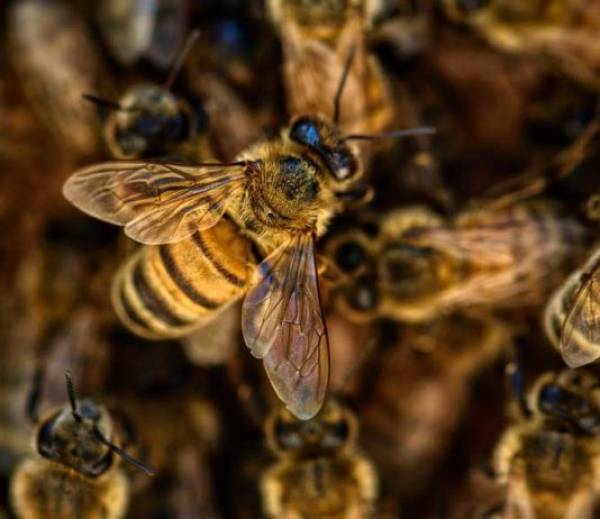 Οδηγίες για την προστασία των μελισσών από ψεκασμούς