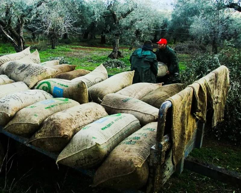 Εμπορικός Σύλλογος Κυπαρισσίας: Εκκληση για αποφυγή τροχαίων ατυχημάτων κατά την ελαιοκομική περίοδο