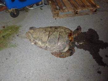 Αποκεφαλισμένη καρέτα-καρέτα στην Παραλία της Καλαμάτας