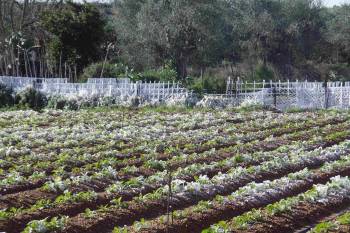 Σε επιφυλακή οι πατατοπαραγωγοί στη Μεσσηνία λόγω του πάγετού