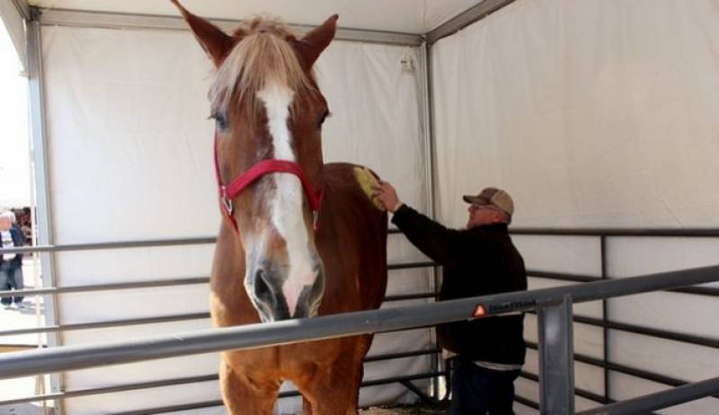 Απεβίωσε ο "Μεγάλος Tζέικ", το ψηλότερο άλογο στον κόσμο