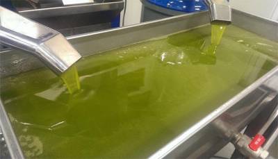 Εκπαιδευτικές εσπερίδες για ελαιοπαραγωγούς