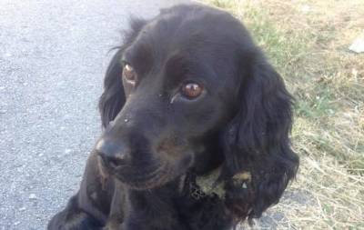 Ανεξέλεγκτα νταηλίκια