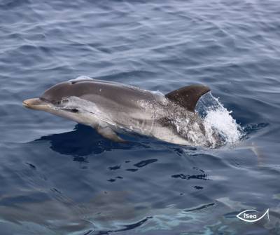 Θεσσαλονίκη: Πρόγραμμα καταγραφής 105 δελφινιών και ενός ενδημικού σαλαχιού στο Θερμαϊκό Κόλπο