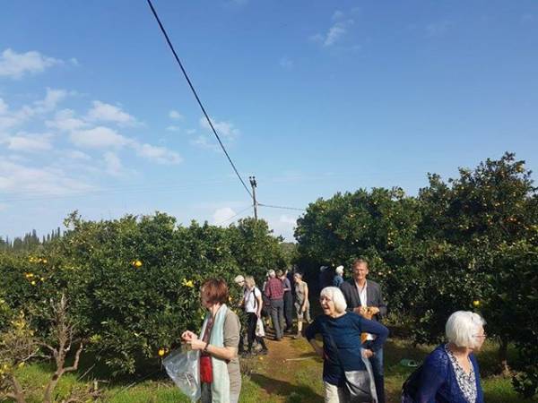 Μεσσηνία: Δανοί τουρίστες μάζεψαν πορτοκάλια στη Μάδαινα (φωτογραφίες)