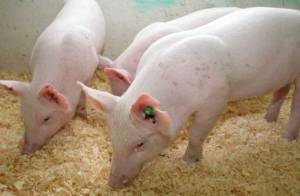 Εσφαξαν κι έκλεψαν 4 γουρούνια από στάβλο στη Νέδουσα