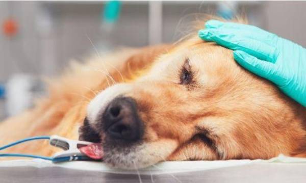 ΗΠΑ: Σάλος με τροφή για σκύλους με αυξημένες ποσότητες βιταμίνης D