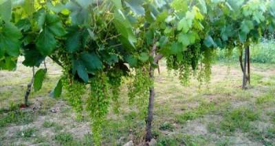 Αδειες νέας φύτευσης οινοποιήσιμων ποικιλιών αμπέλου