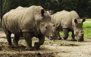 Θλιβερό ρεκόρ εξόντωσης ρινόκερων στη Νότιο Αφρική