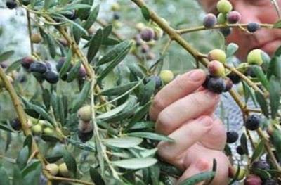 Ανάγκη αναθεώρησης του τρόπου δακοκτονίας: Το συμπέρασμα του εργαστηρίου που διοργάνωσε ο ΑΕΣ–ΟΠ ΝΗΛΕΑΣ