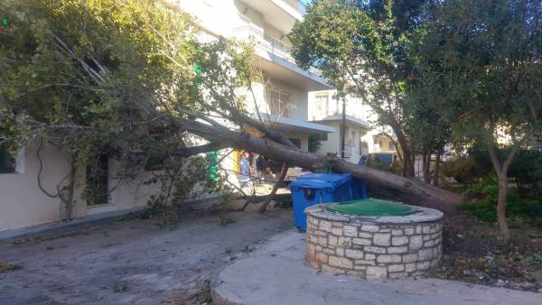Καλαμάτα: Πτώση δέντρου στην οδό Βύρωνος (φωτο)