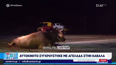 Αυτοκίνητο συγκρούστηκε με αγελάδα στην Καβάλα (βίντεο)