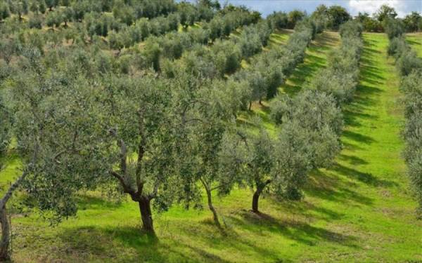 Ενίσχυση μέχρι 40 ευρώ το στρέμμα σε ελαιώνες, σύμφωνα με τη νέα ΚΑΠ