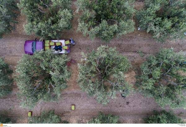 13,5 εκ. ελαιόδεντρα στη Μεσσηνία: 4.000 άτομα στρέφονται κάθε χρόνο στην ελαιοκομία