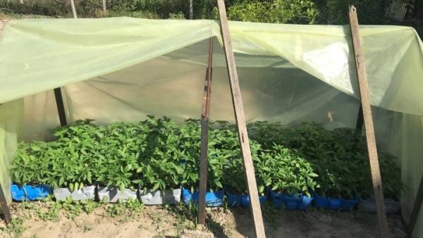 Πέλλα: Καλλιεργούσε 502 δενδρύλλια κάνναβης στην αυλή του