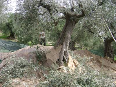 4 ευρώ το κιλό το μαυρολίσιο σε Πυλία και Τριφυλία