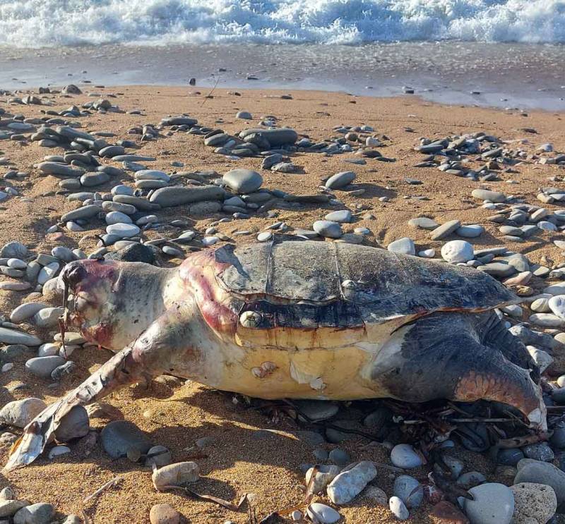 Νεκρή χελώνα καρέτα - καρέτα στο Αγρίλη