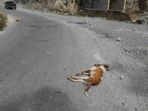 Σκότωσαν 4 τσοπανόσκυλα και αλεπούδες με φόλες