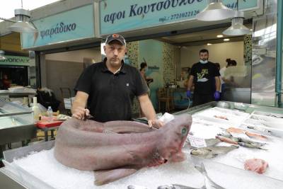 Μεσσηνία: Μεγάλο καρχαριοειδές αλιεύτηκε στα ανοιχτά της Κυπαρισσίας