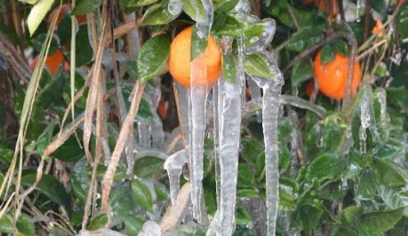Πορτοκάλια με σταλακτίτες στην Αργολίδα -Απίστευτες εικόνες στους -4 βαθμούς