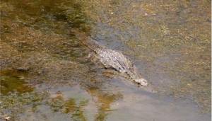 Απιαστος ο κροκόδειλος στο Ρέθυμνο, ουρά κάνουν οι τουρίστες