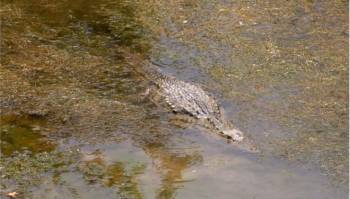 Απιαστος ο κροκόδειλος στο Ρέθυμνο, ουρά κάνουν οι τουρίστες